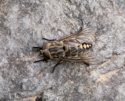 Tábano (Tabanidae), un insecto ya no tan agradable...