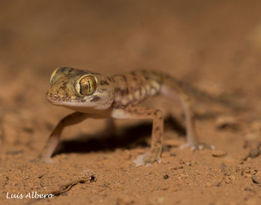 Dune gecko (Stenodactylus petrii)
