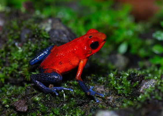 Strawberry poison frog (Oophaga pumilio)