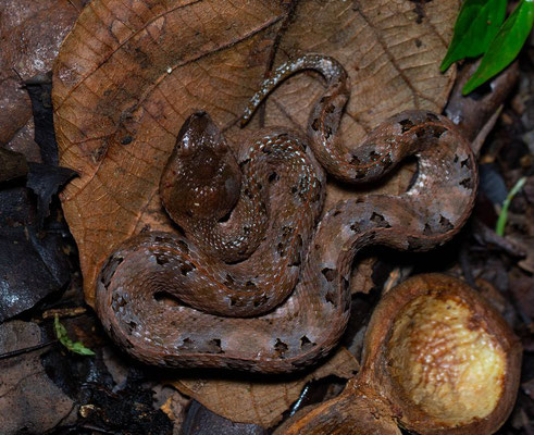 Rainforest hognosed pit viper (Porthidium nasutum)