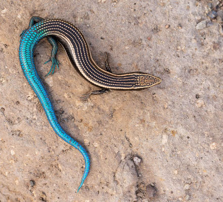 Gran Canaria skink (Chalcides sexlineatus sexlineatus), juvenile, pattern