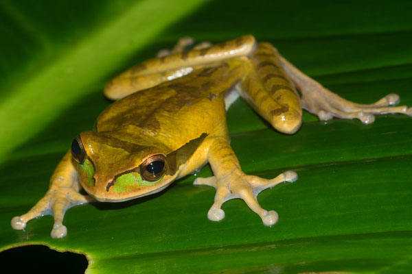Masked treefrog (Smilisca phaeota). In situ