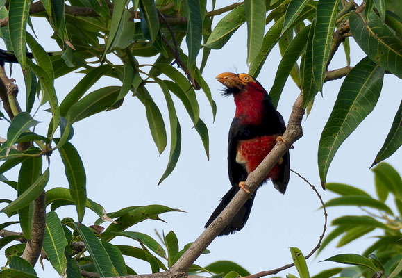 Bearded barbet (Pogonornis dubius)