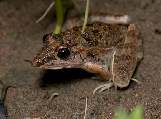 Sharp-nosed grass frog (Ptychadena oxyrhinchos)