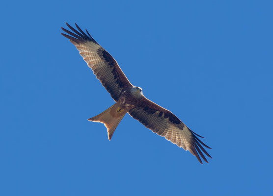 Milano real (Milvus milvus)