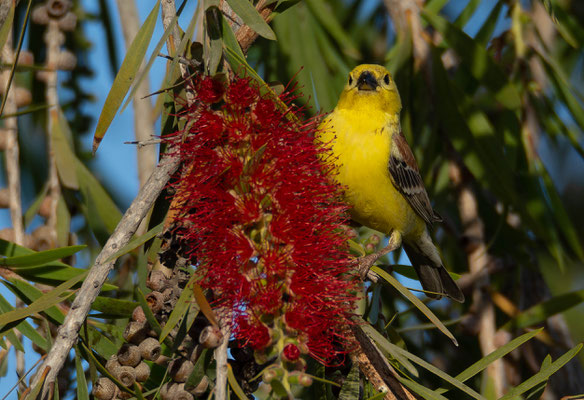 Sudan Golden Sparrow (Passer luteus)