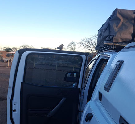 Familiar chat (Oenanthe familiaris) taking familiarities with the car