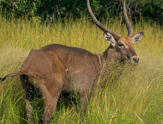 Defassa waterbuck (Kobus ellipsiprymnus defassa), male, it had a little scar