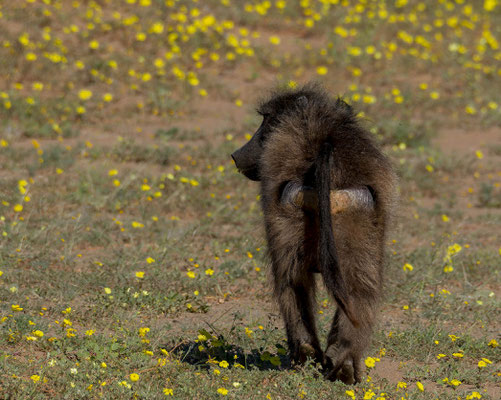 Chacma baboon (Papio ursinus), big males were very shy
