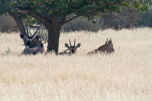 Gemsbok (Oryx gazella), resting in the shade