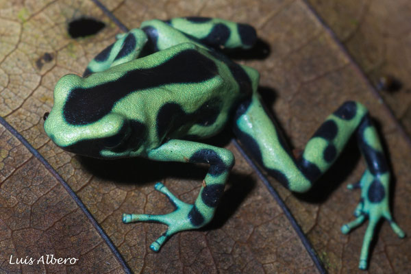 Green and black poison frog (Dendrobates auratus), in situ