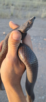 DOR mole snake (Pseudaspis cana). It seemed alive and a cobra as it was on the road, but unfortunately nor of both...