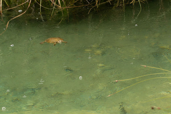 Galápago leproso (Mauremys leprosa), foto de Anxo. Nos cayó una ligera lluvia en cierto momento.