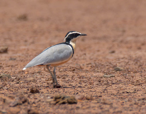 Egyptian plover (Pluvialis aegyptius)