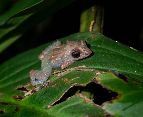 The always heard, almost never seen dink frog (Diasporus diastema)