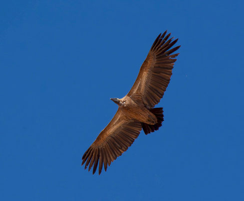 White-backed vulture (Gyps africanus)
