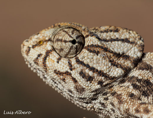Common chameleon (Chamaeleo chamaeleon)