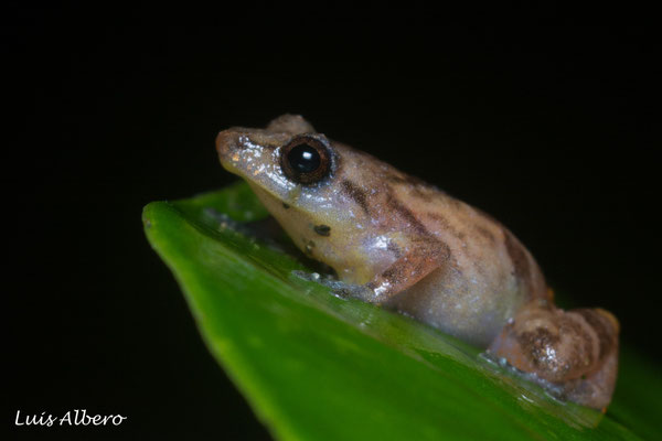 Tink frog (Diasporus diastema), always heard and never seen