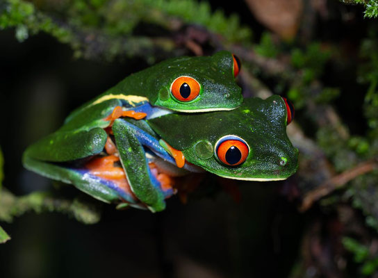 Red-eyed tree frog (Agalychnis callydrias), amplexus