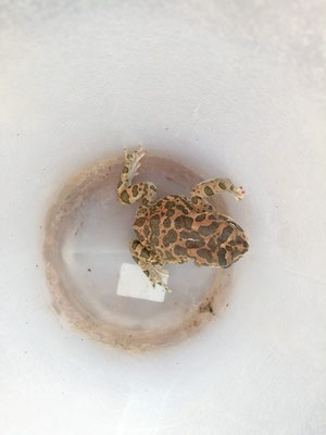 North African green toad (Bufotes boulengeri) 