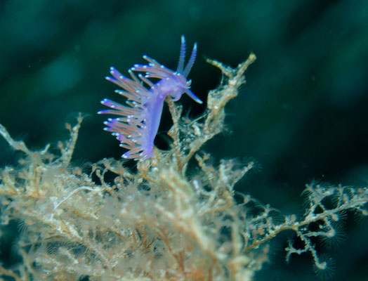Flabelina morada (Flabellina affinis)