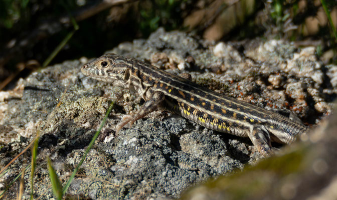 Lagartija colirroja (Acanthodactylus erythrurus)