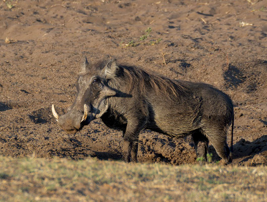 Big warthog (Phacochoerus africanus)