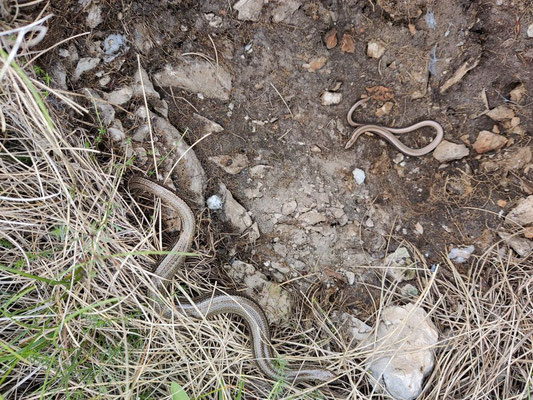 Tons of slow worms