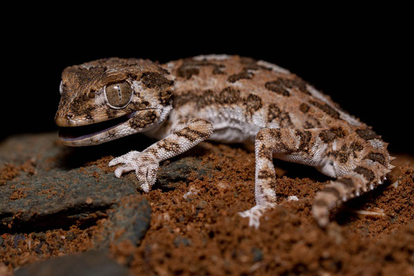 Helmeted gecko (Tarentola chazaliae), defensive behaviour