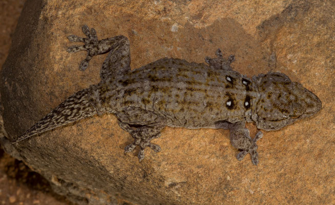 White spotted wall gecko (Tarentola annularis)