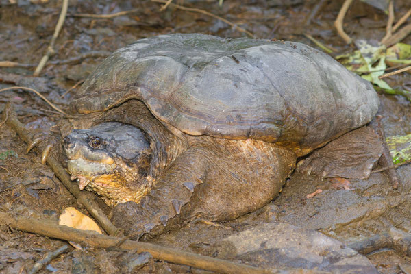 Central American snapping turtle (Chelydra acutirostris)