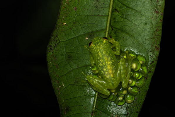 Green-striped Glass Frog (Hyalinobatrachium talamancae), pic by Ángel