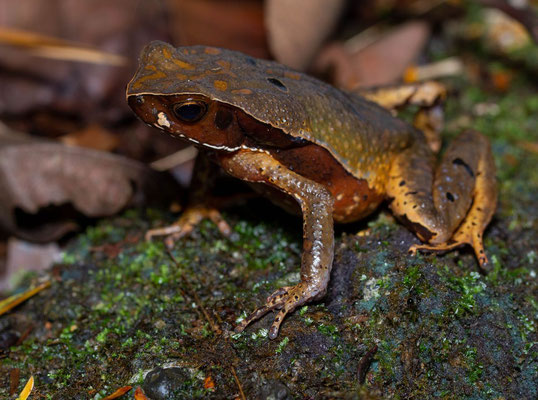 Leaf litter toad (Rhaebo haematiticus)