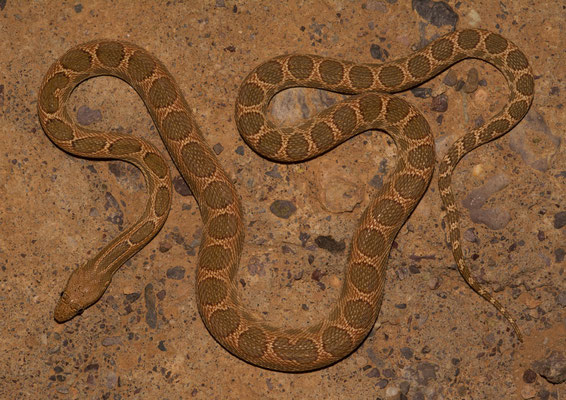 Mograbin diadem snake (Spalerosophis dolichospilus), first one
