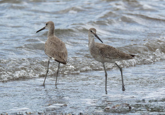 Willet (Tringa semipalmata)