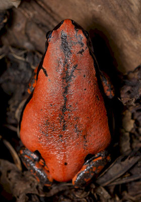 West African Rubber Frog (Phrynomantis microps)