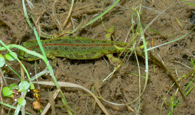 Tritón pigmeo (Triturus pygmaeus)
