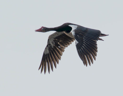Spur-winged Goose (Plectropterus gambensis)