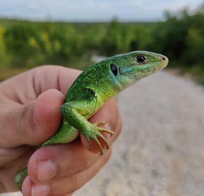 Eastern green lizard (Lacerta viridis)