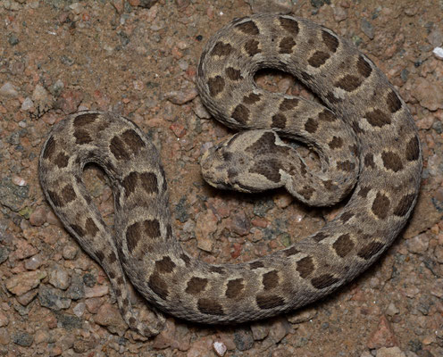 Many-horned adder (Bitis cornuta), dorsal pattern