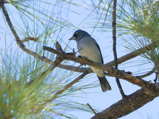 Gran Canaria blue chaffinch (Fringilla polatzeki) 