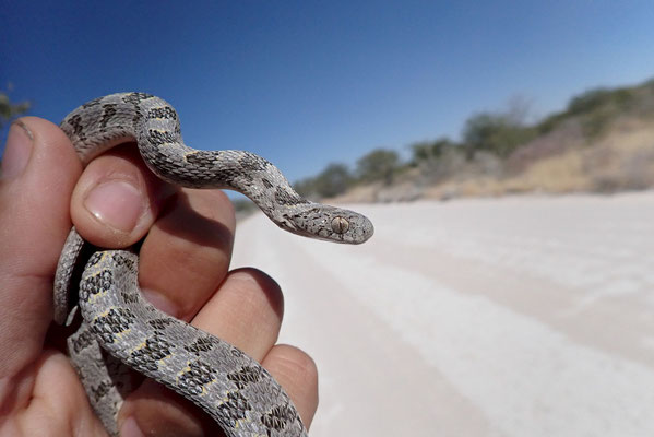 Rhombic egg eater (Dasypeltis scrabra)