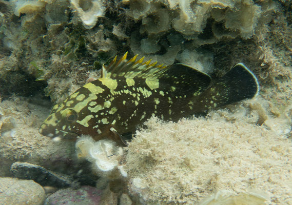 Mero común (Epinephellus marginatus)