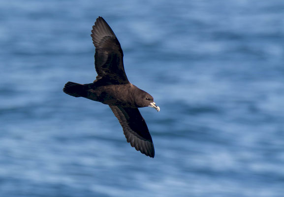 White-chinned petrel (Procellaria aequinoctialis)