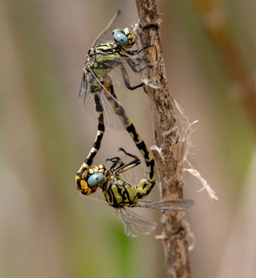 Onychogomphus cazuma, cópula