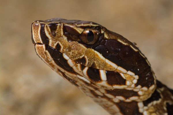 Florida cottonmouth (Agkistrodon piscivorus conanti)