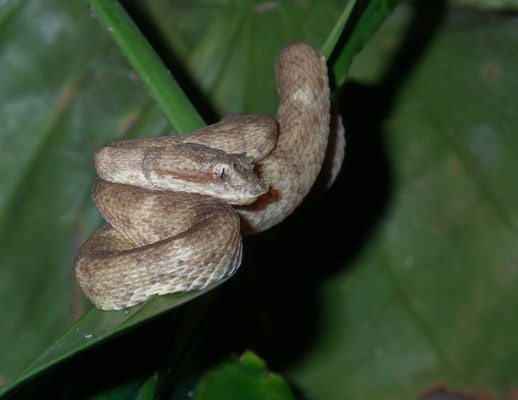 Eyelash pit viper (Bothriechis schlegelii)