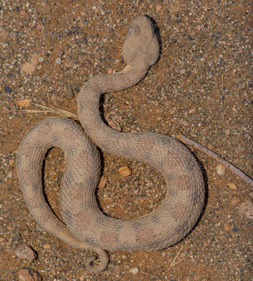 Horned adder (Bitis caudalis)