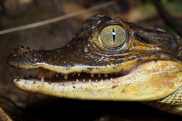 Spectacled caiman (Caiman crocodilus), juvenile
