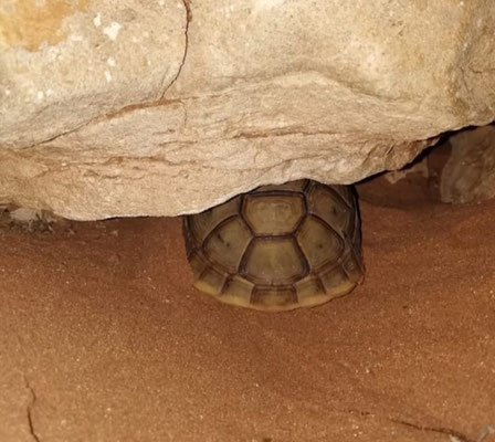  Spur-thighed tortoise (Testudo graecca), in situ